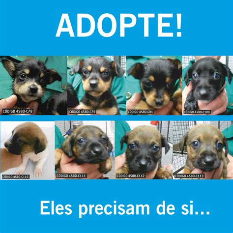 Canídeos para Adoptar .